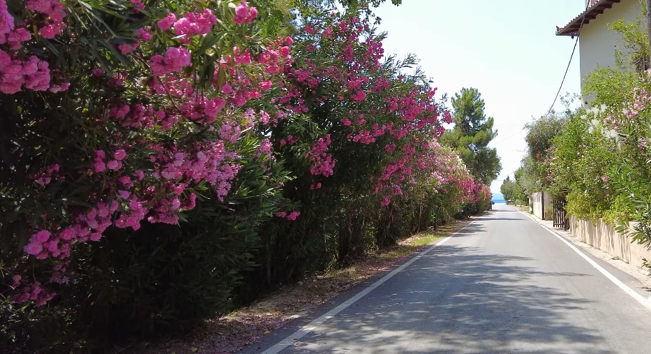 Koropi Town